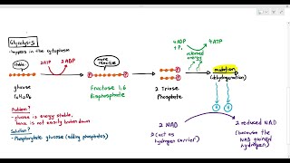 125 Glycolysis Cambridge AS A Level Biology 9700 [upl. by Roque]