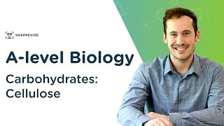 Carbohydrates Cellulose  Alevel Biology  OCR AQA Edexcel [upl. by Adihaj]