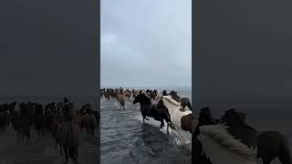 Icelandic Horses 😍🌊 🎥 linaimages horse horselove equestrian horseriding shorts [upl. by Noiramaj]