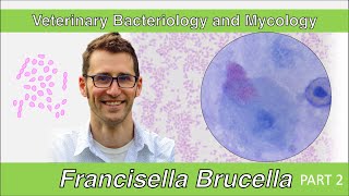 Francisella and Brucella Part 2  Veterinary Bacteriology and Mycology [upl. by Ylrbmik192]