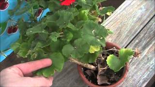 Overwintering Geraniums [upl. by Mellisent56]