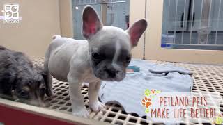 Petland instore and breeder footage 2022 [upl. by Hamaso]