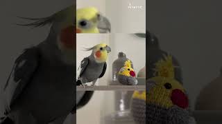 Singing Cockatiels Adorable Duet  Viral Video 🦜🎤 [upl. by Azeret]