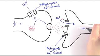 A2 Biology  Cholinergic synapses OCR A Chapter 135 [upl. by Amias140]