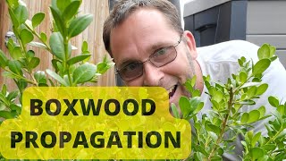 How to Propagate Boxwood from Cuttings [upl. by Noirb742]