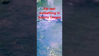 fat seal sunbathing and Astoria Oregon [upl. by Showker]