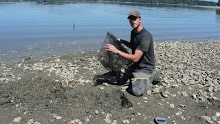 Setting up your shellfish garden Manila Clams [upl. by Nel71]