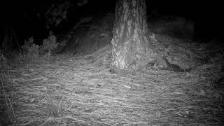 Bushy tailed woodrat Neotoma caching hoarding juniper amp grasses nest midden Nov 2024 Nebraska 419am [upl. by Tessy]