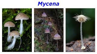 Agaricales Part 4 Entolomataceae Tricholomataceae Mycena Omphalotus and Marasmius [upl. by Airbmac]