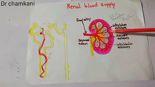 kidney physiology 38  Renal blood supply  Renal artery  interlobar [upl. by Atiek232]