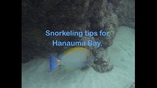 Important tips when snorkeling Hanauma Bay Oahu [upl. by Lavern]