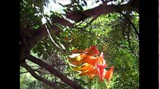 Campsis grandiflora Vine in Bloom [upl. by Louise868]