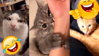 🐱 Funny Cats Being Hilarious 🐱🤣 funny cat and animals compilation 🎉🐶🐾 35 [upl. by Oicirbaf]