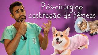 Cuidados pós castração de gatas e cadelas  Dica Veterinária 63 [upl. by Allsun]