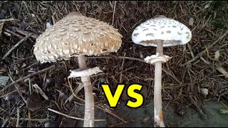 Parasol vs Safranschirmling 🍄 Pilze KurzErklärt [upl. by Led]