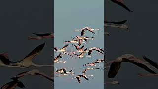 Flamingos flying [upl. by Bertold772]