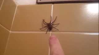 Huntsman Spider Jumps [upl. by Paget311]