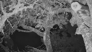 Barn Owl Visits Eagles at Eagles Home 🦉🦅🦅 Fraser Point Bald Eagle Nest 2 Exploreorg 111924 [upl. by Mosira]