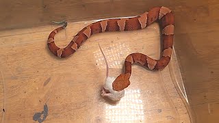 Live Feeding VENOMOUS Copperhead FOLDS 🐁 In HALF [upl. by Greenfield]