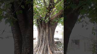 Peepal tree shorts ytshorts nature [upl. by Bac838]