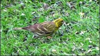 Zvonohlík zahradní Serinus serinus European Serin [upl. by Masuh]