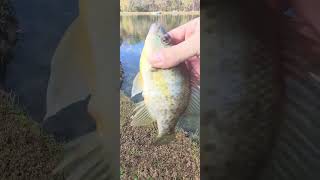 Have a great day 😀 fishing panfish panfishing shortsviral shortfishing shorts gofish wefish [upl. by Wrennie]