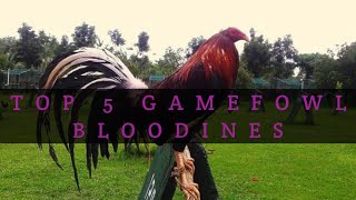 TOP 5 GAMEFOWL BLOODLINES [upl. by Raddie]