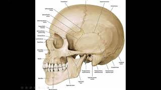 Anatomy of the cranial vault craniometric points craniocerebral relation [upl. by Aliber]