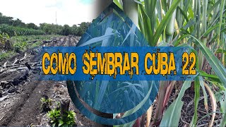 CÓMO SEMBRAR CUBA 22 RuralIxcánGt 🇬🇹 [upl. by Crutcher]