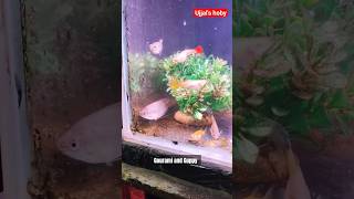 Gourami fish and Guppy fish together 3 years relaxing gouramifish ujjalshoby [upl. by Lleral361]