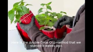 Double Dixie Cup Method 8 weeks later [upl. by Lehcer]