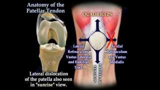 Anatomy Of The Patellar Tendon  Everything You Need To Know  Dr Nabil Ebraheim [upl. by Arber549]