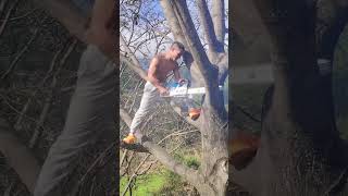 Chainsaw tree cutting chainsaws hardwaretools viralvideo foryou [upl. by Doty565]