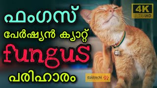 persian cat fungus malayalam  പേർഷ്യൻ ക്യാറ്റ് ഫംഗസ് മാറ്റാം  cat handling [upl. by Gunzburg611]