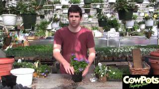 Gardening with CowPots 7  Watering Your Plants [upl. by Ennahteb]