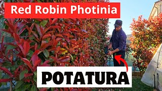 Come Potare La PHOTINIA RED ROBIN [upl. by Nelli]