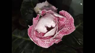 Gloxinia 19 October 2024 [upl. by Hoon]