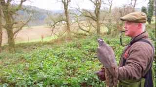 Hunting Pheasant with Goshawks in Ireland [upl. by Hares]