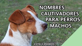 NOMBRES GRANDIOSOS PARA PERROS MACHOS [upl. by Queena122]