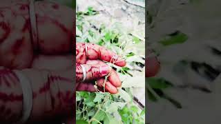 Nirgundimedicinal plant grow from cuttings 🌱 nirgundi grow cuttings youtubeshorts medicinal [upl. by Tommie]