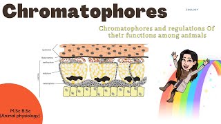 ChromatoporesChromatopores and Regulations of their functions among animals Mechanism MSc BSc [upl. by Arly918]