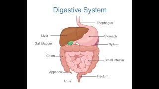 Digestione dei Carboidrati e GLUT [upl. by Aggarwal]