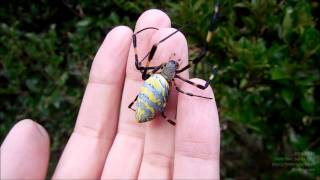 Jorō Spider Nephila Clavata on My Hand ジョロウグモを手にのせる [upl. by Domella]