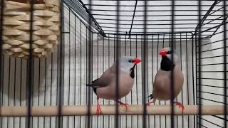 Long tailed finch makes crow sound [upl. by Mall]