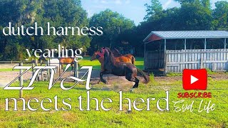 Dutch harness horse yearling meets the herd and the electric fence for the first time ever [upl. by Niotna602]