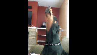 Doberman pinscher howling [upl. by Ynnol]