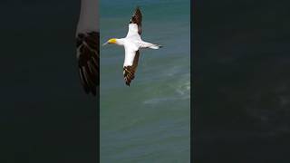 Gannet bird in flight shorts ytshorts youtubeshorts [upl. by Ocsecnarf]