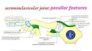 Acromioclavicular joint anatomy peculiar features [upl. by Eltsyrk72]