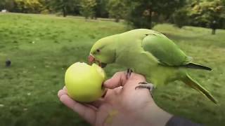 How to get covered in parakeets in London [upl. by Durston]