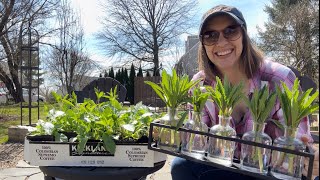 Planting Foxglove Propagating Verbena Sowing Saved Dahlia Seeds Hardening Off Cool Flowers [upl. by Liatnahs]